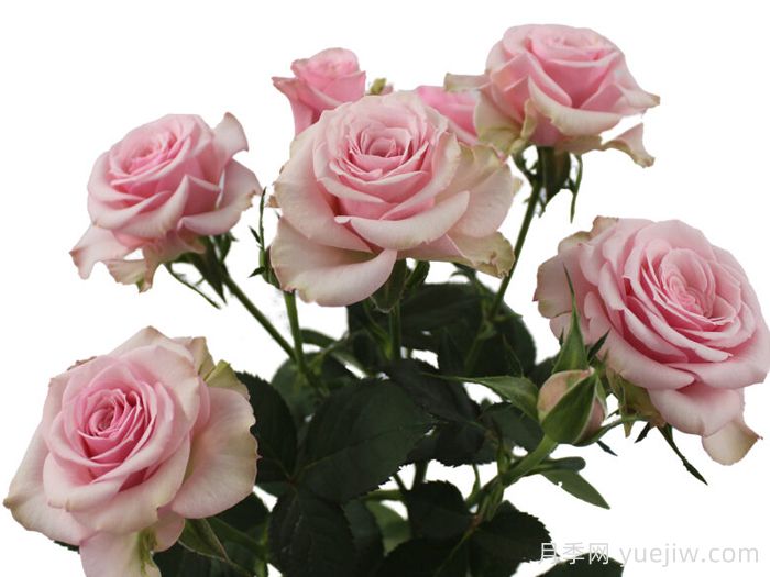 阿丽娜之花月季(图1)