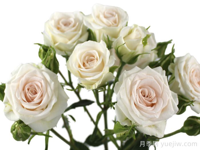 沙滩之花月季(图1)