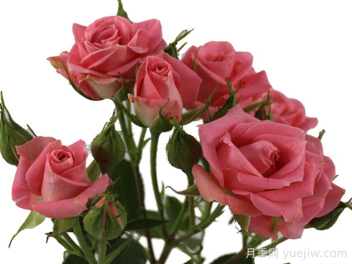 春天之花月季(图1)