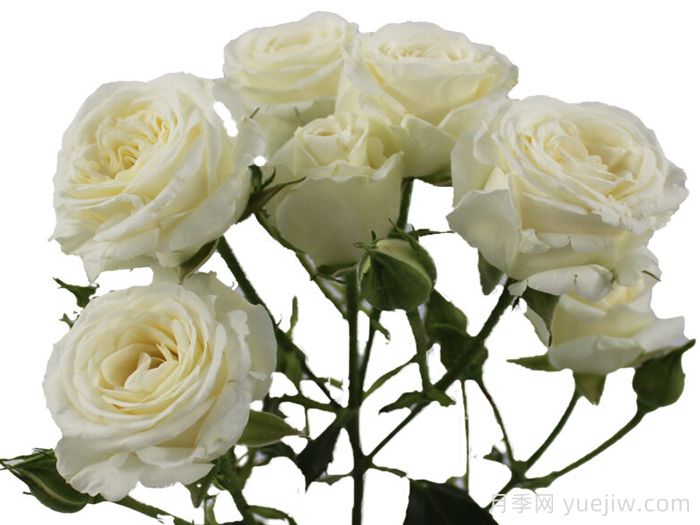 雪之花月季(图1)