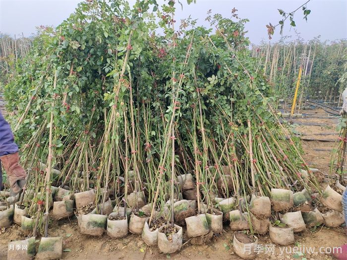 藤本月季在东北地区防寒方法推荐(图1)