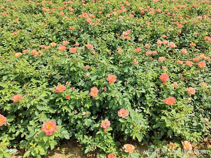 秋季月季花再开爆，要做好夏季工作(图1)