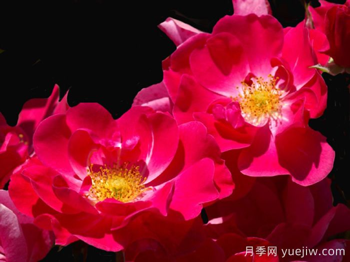 基韦斯特月季/樱桃盖(图1)