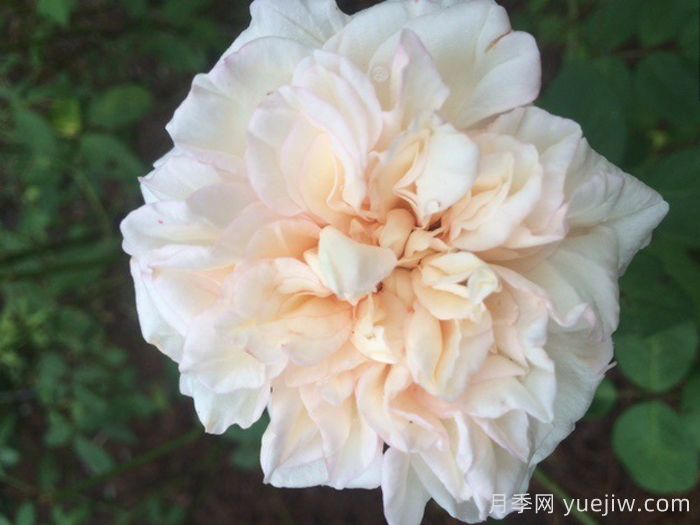 基韦斯特摇滚月季(图1)