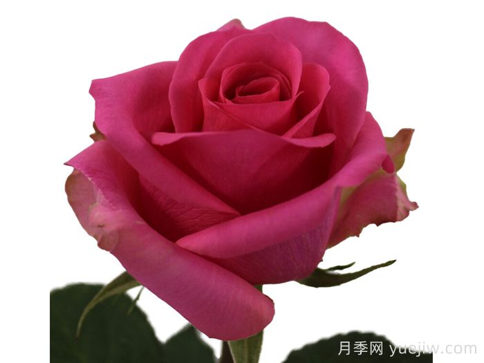 天堂山月季/天文(图1)