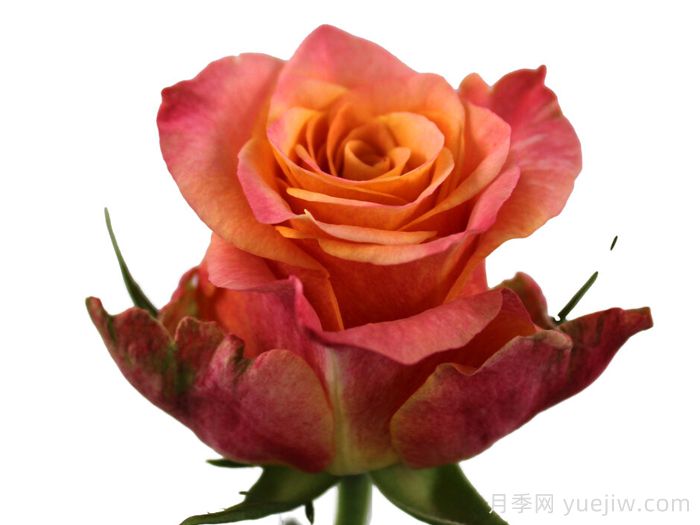 速比多月季/速比涛(图1)