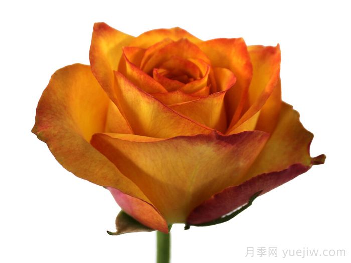 金色知更鸟月季(图1)