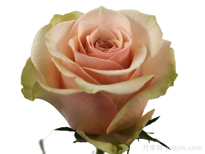 费米娜月季(图1)