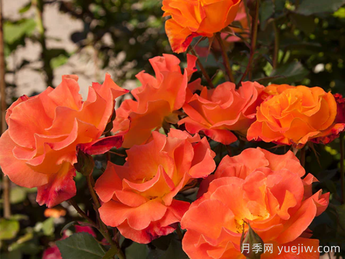橘红潮月季/橙色波浪(Heirloom)(图2)