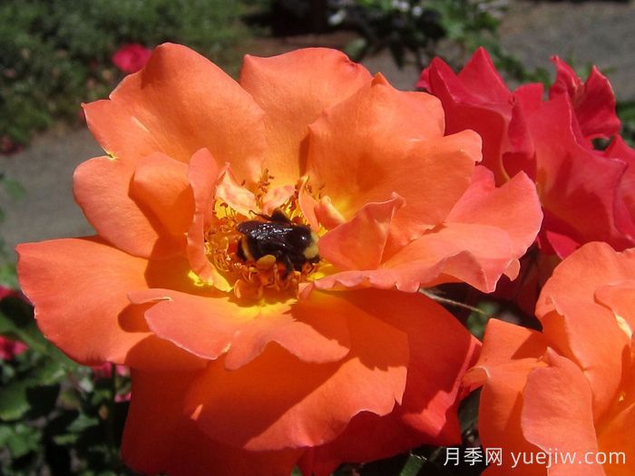 橘红潮月季/橙色波浪(Heirloom)(图3)