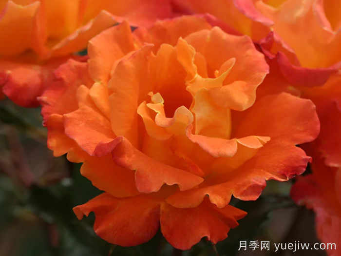 橘红潮月季/橙色波浪(Heirloom)(图4)