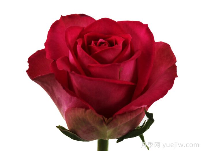 粉红夫人月季(图1)