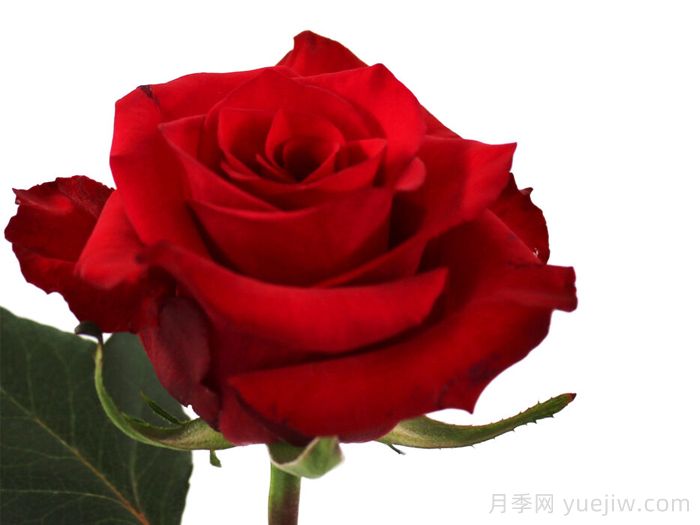 獭祭月季/塔吉(图1)