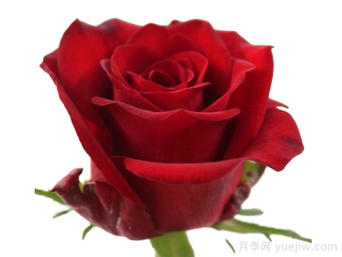 红色浪潮月季/红潮(图1)