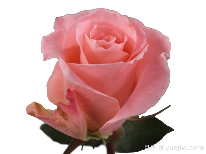 珊瑚春天月季(图1)