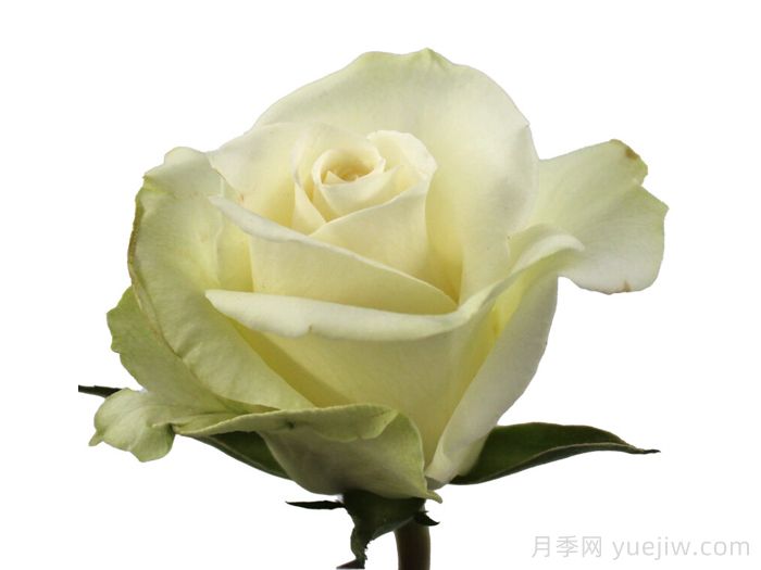 寒冷微笑月季/冷笑(图1)