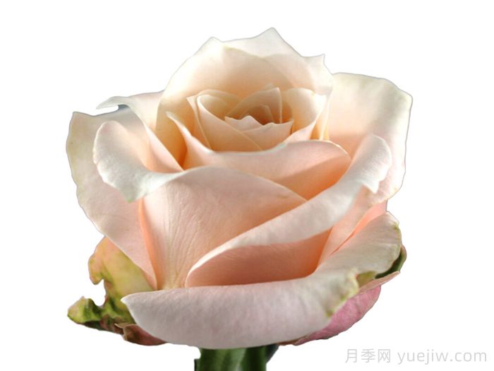 漂亮枕头月季(图1)