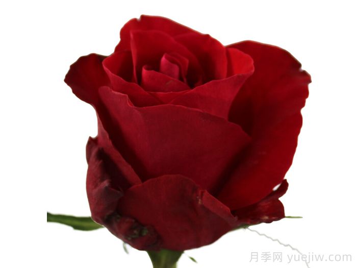 红色知更鸟月季(图1)