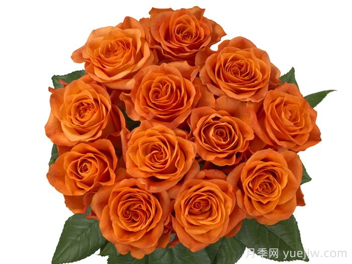 橘红潮月季/橙色波浪(Interplant)(图2)