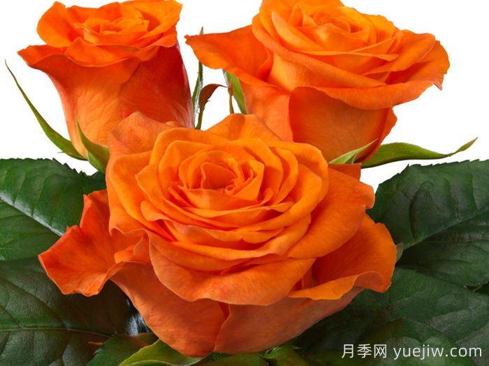 橘红潮月季/橙色波浪(Interplant)(图1)