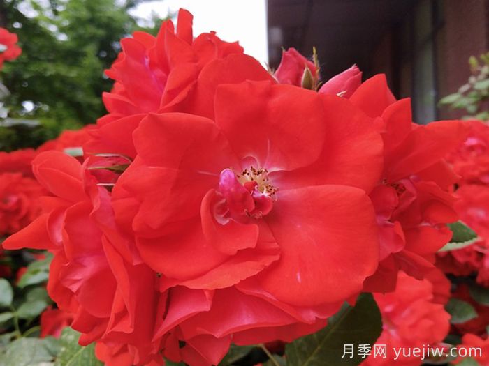 橘红潮月季/橙色波浪(Kordes)(图1)