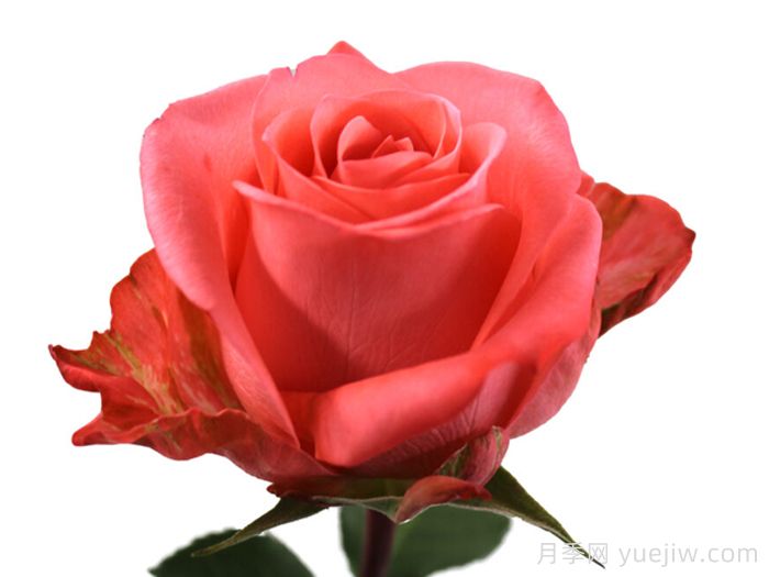 桑卡拉月季(图1)