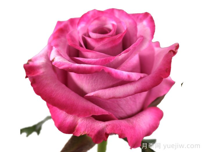 塞琳娜月季(荷兰)(图1)