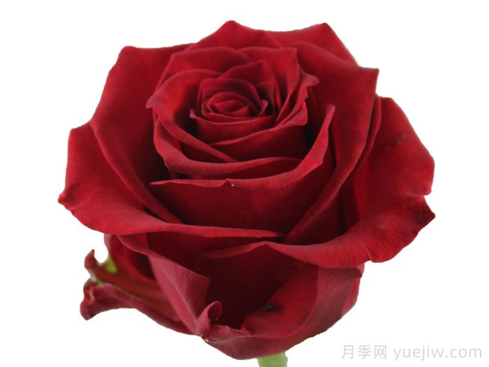 红狮子月季(图1)