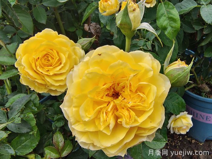 月季花的基本知识有哪些？(图1)