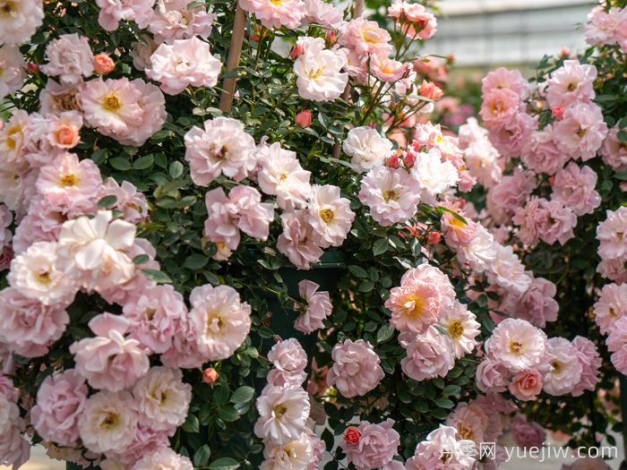 小蝴蝶月季(图2)