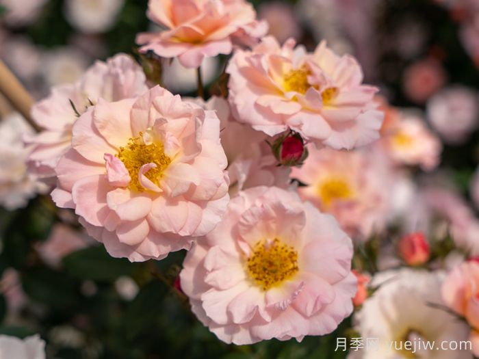 小蝴蝶月季(图1)