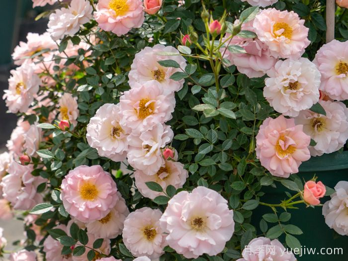 小蝴蝶月季(图5)