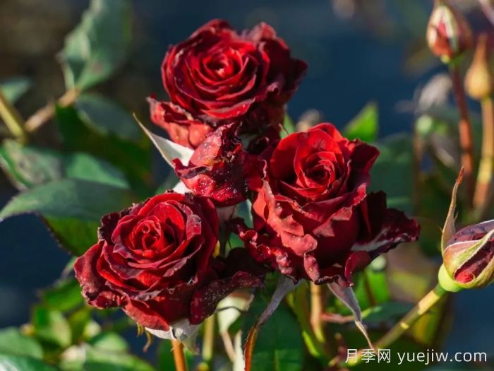 浆梅酒月季(图4)