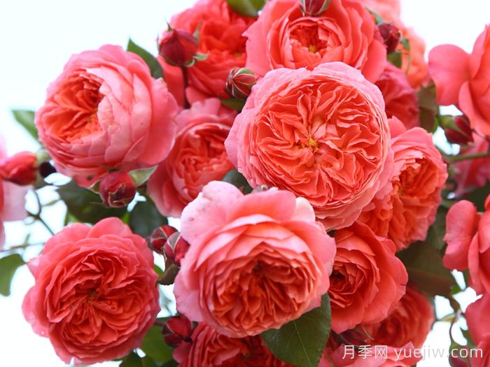 夏日花火月季(图3)