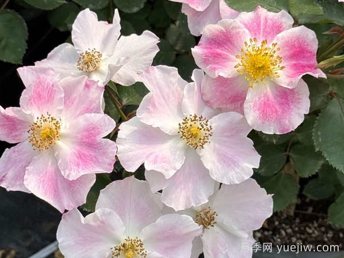 桃华影月季(图3)