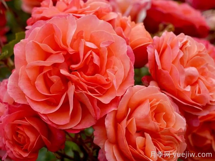 珊瑚狮子月季(图1)