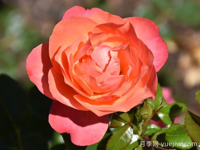 珊瑚狮子月季(图3)