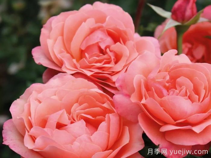 珊瑚狮子月季(图4)