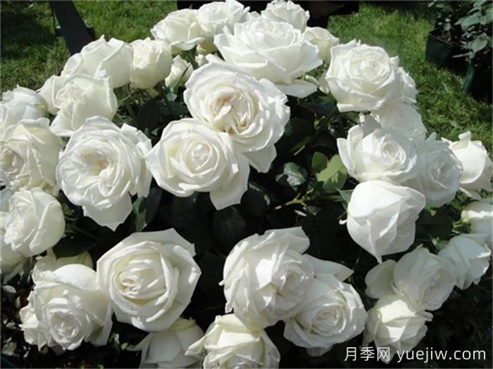 10个值得拥有的白色系月季品种盘点(图2)