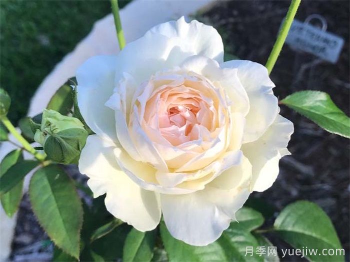 10个值得拥有的白色系月季品种盘点(图4)