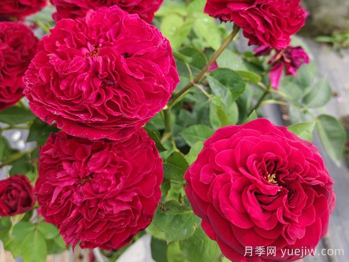 南阳藤本月季的常见病虫害及防治方法(图1)