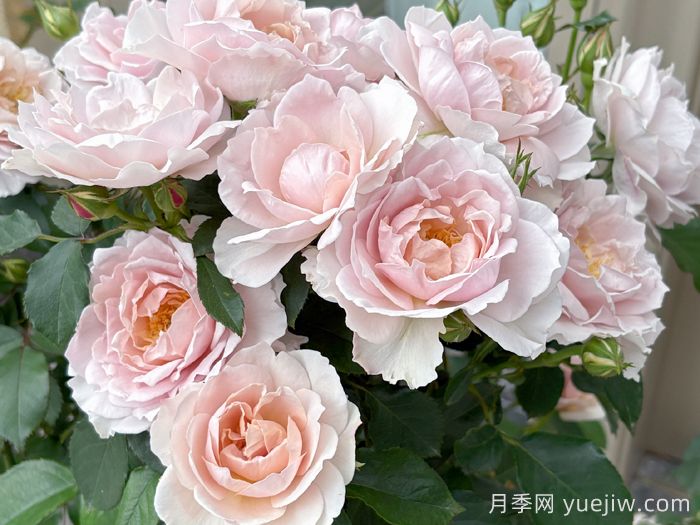 五十弦月季(图2) 五十弦月季(图2)