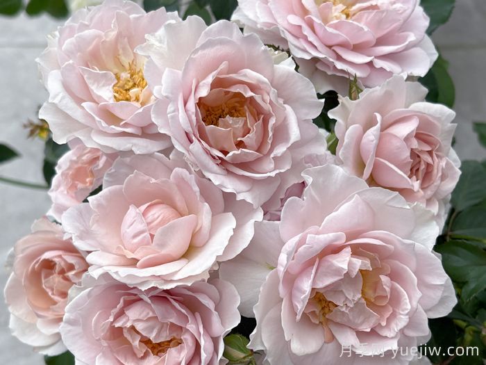 五十弦月季(图3) 五十弦月季(图3)