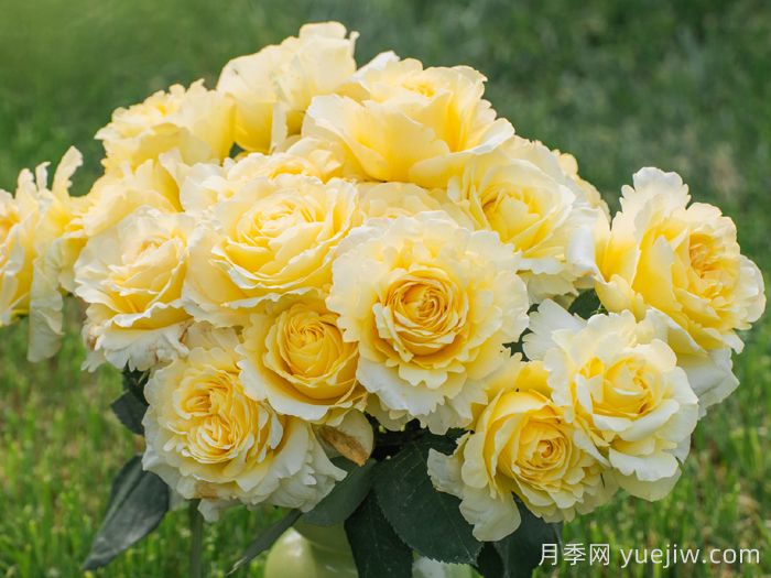 松间月月季(图1)