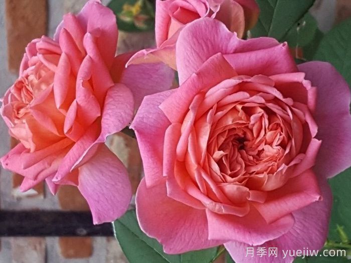 狮子慈善月季(图2)