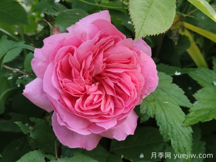 狮子慈善月季(图1)