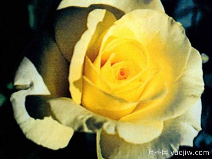 狮子王月季(美国)(图1)