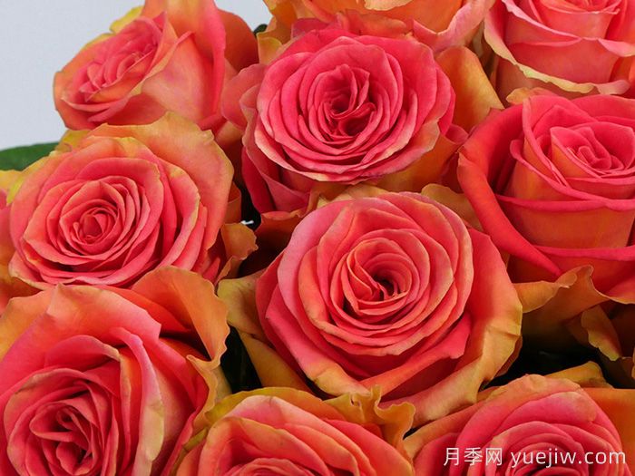 麦迪娜广场月季(图2)