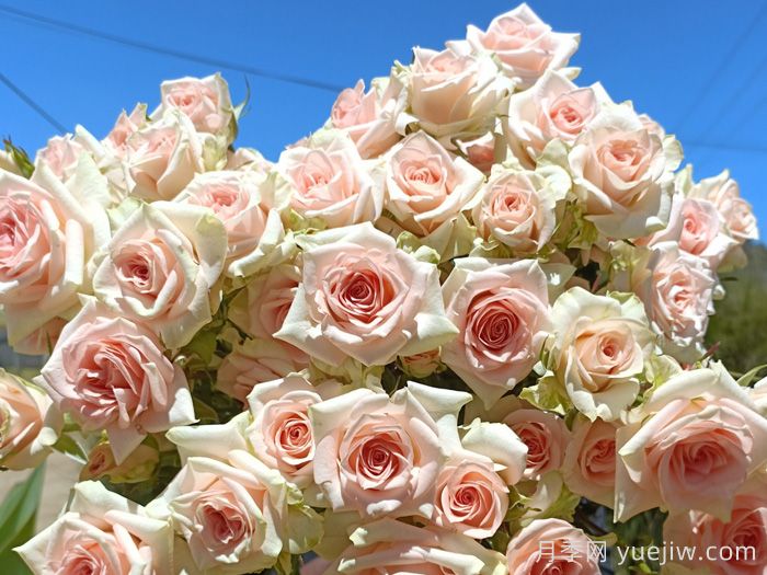 甜蜜萨拉月季/甜蜜沙拉(图1)