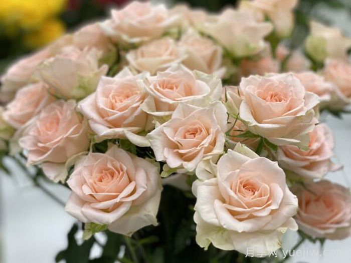 甜蜜萨拉月季/甜蜜沙拉(图2)